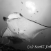 ray_manta_man_nmal_h_0036_mal2513_bw.jpg